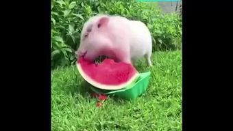 小猪吃瓜续集,瓜田里的奇幻冒险