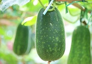 五八吃瓜,揭秘网络热点背后的真相与笑料