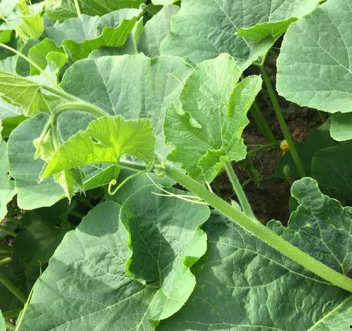 新鲜瓜尖怎么吃,探索夏日清新美味的新吃法