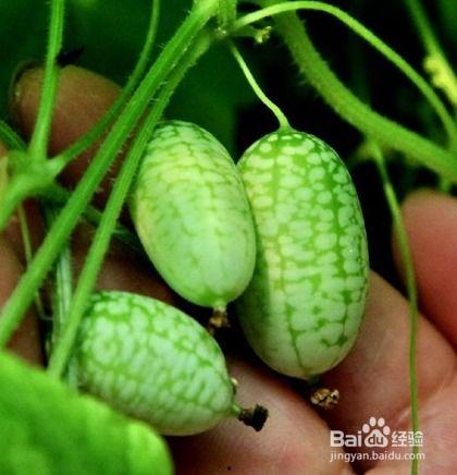 上海金山吃瓜头像,揭秘上海金山的独特魅力