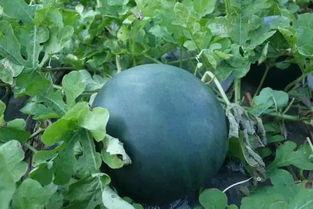 巨鹿在天台吃瓜,揭秘娱乐圈幕后风云