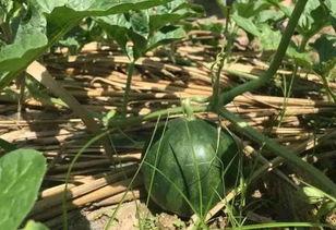 巨鹿在天台吃瓜,揭秘娱乐圈幕后风云