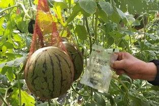 完美第一吃瓜,揭秘娱乐圈幕后真相