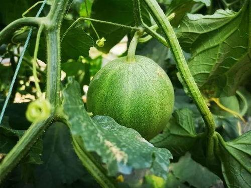 运城女的吃瓜,揭秘网络热议背后的真相与笑料