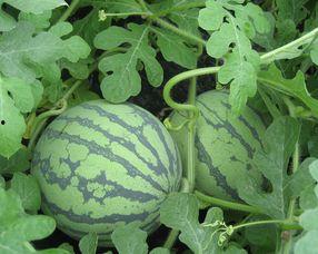 孕妇吃腌瓜,孕妇慎食腌瓜，健康护航母婴安全