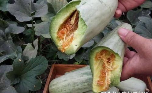 孕妇吃腌瓜,孕妇慎食腌瓜，健康护航母婴安全