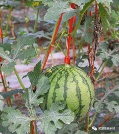 吃瓜福利123,带你领略瓜界盛宴