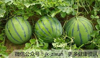 吃瓜组织的另一种叫法,探寻网络流行语的演变轨迹