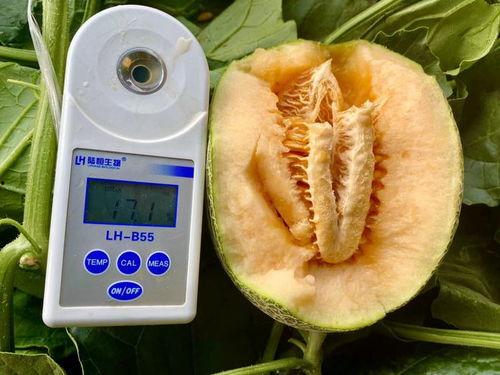 辛苦吃瓜合集,辛苦吃瓜合集深度解析