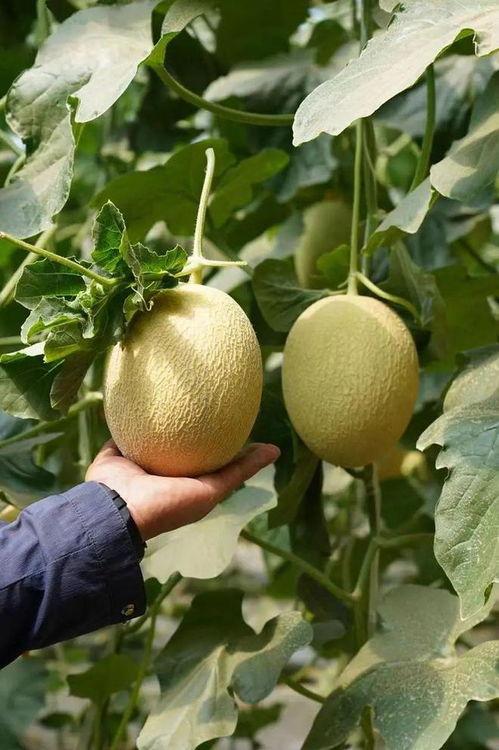 辛苦吃瓜合集,辛苦吃瓜合集深度解析