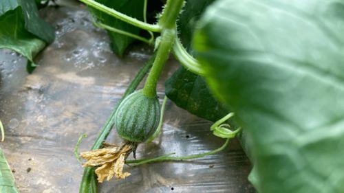 吃瓜种植,探索吃瓜种植的奥秘与乐趣