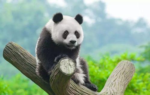 熊猫吃麻瓜,麻瓜美食之旅