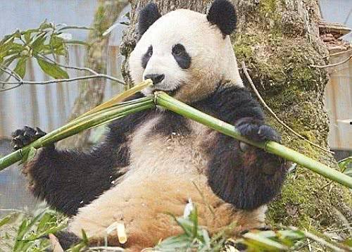 熊猫吃麻瓜,麻瓜美食之旅