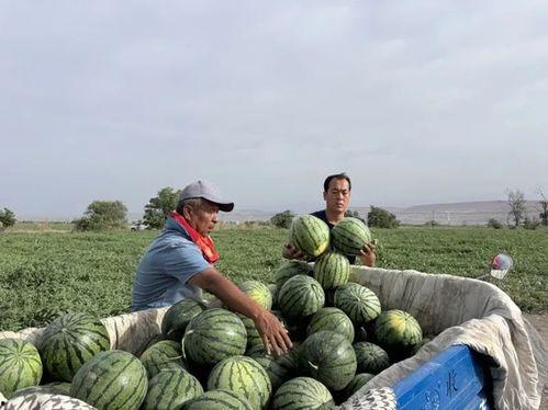 吕梁临县吃瓜,探寻当地特色“吃瓜”文化