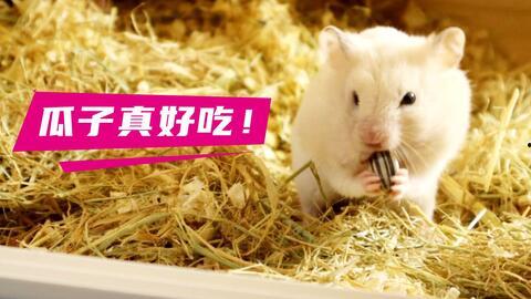 仓鼠吃瓜东西视频