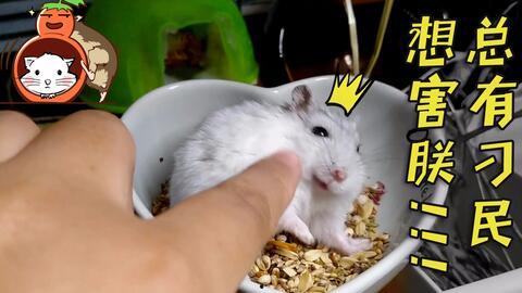 仓鼠吃瓜东西视频