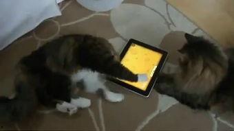 仓鼠吃瓜东西视频