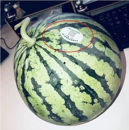 网红吃瓜Dd,揭秘娱乐圈幕后真相，带你领略吃瓜乐趣