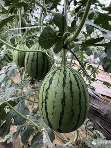 网红吃瓜Dd,揭秘娱乐圈幕后真相，带你领略吃瓜乐趣