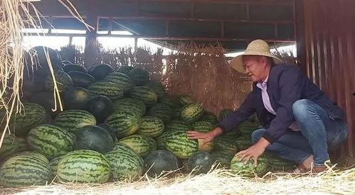 昆明吃瓜群,揭秘城市生活百态的“瓜田”