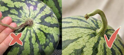 香港现场会吃瓜,围观瓜田，一网打尽热门话题
