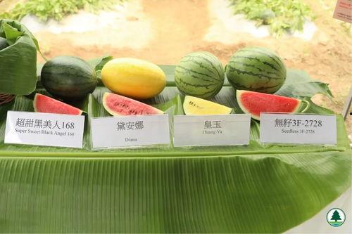 香港现场会吃瓜,围观瓜田，一网打尽热门话题