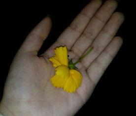 吃瓜群众今日吃瓜视频下载,下载瓜界新宠