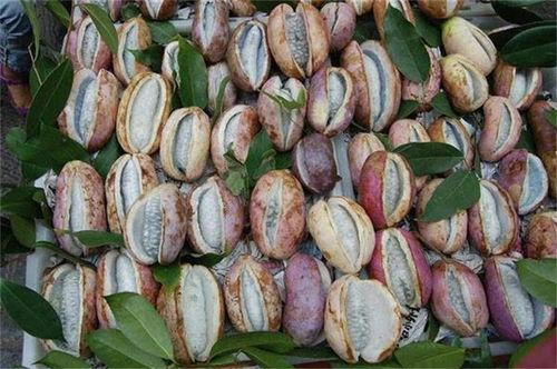 吃八月瓜吃美食好吗,探寻夏日里的美味宝藏