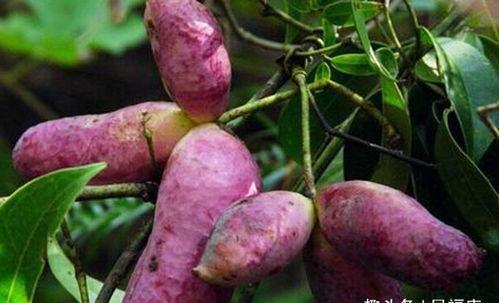 吃八月瓜吃美食好吗,探寻夏日里的美味宝藏