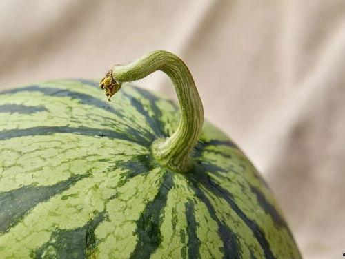 上海薛吃瓜事件,一场网络舆论的风暴与反思