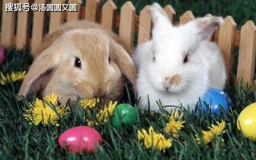 兔子吃砍瓜吗,探索兔子饮食习惯之谜