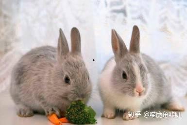 兔子吃砍瓜吗,探索兔子饮食习惯之谜