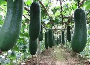 多宝吃瓜,揭秘娱乐圈幕后故事